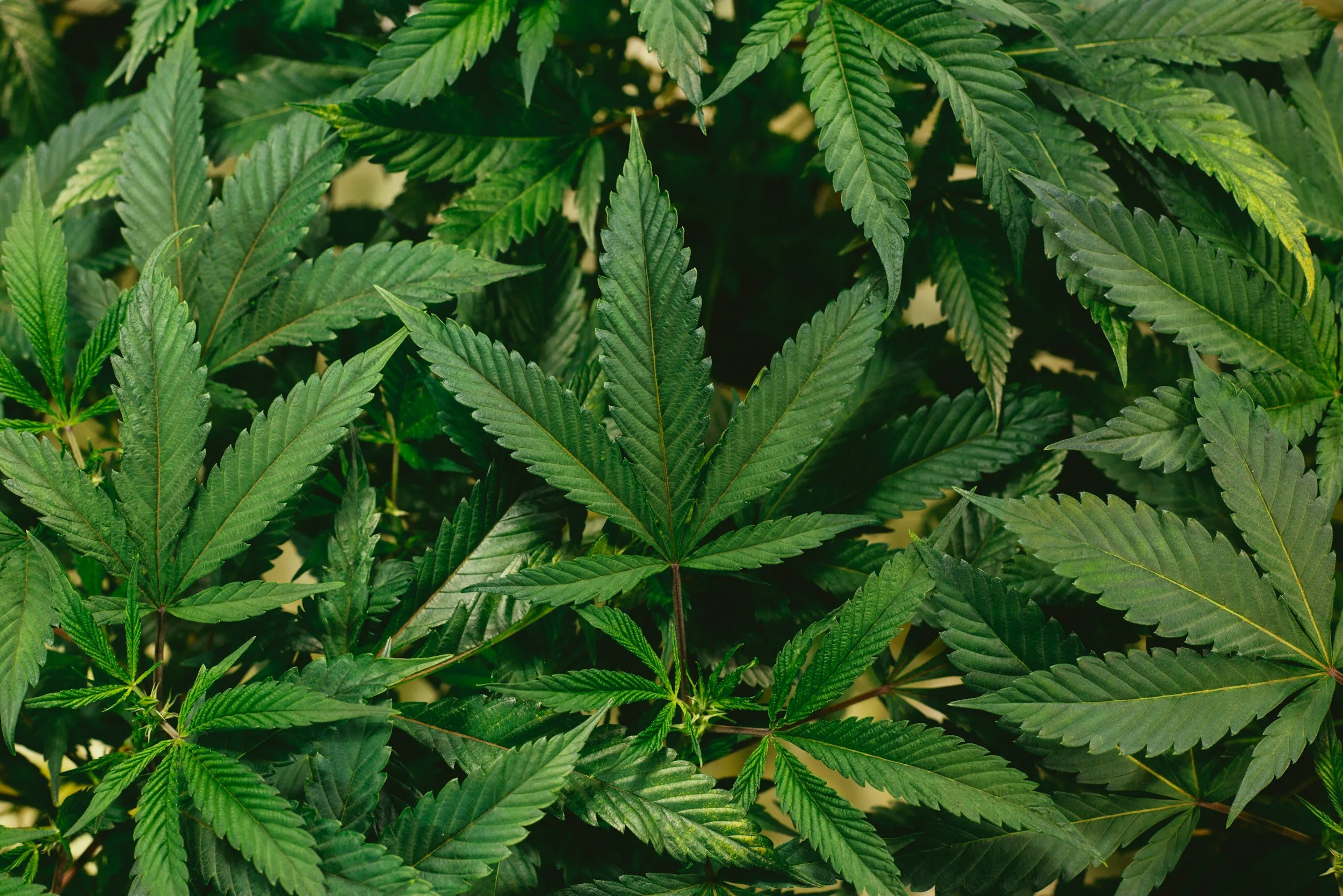 Marijuana Smoke Punishment Outside of Work in 2024