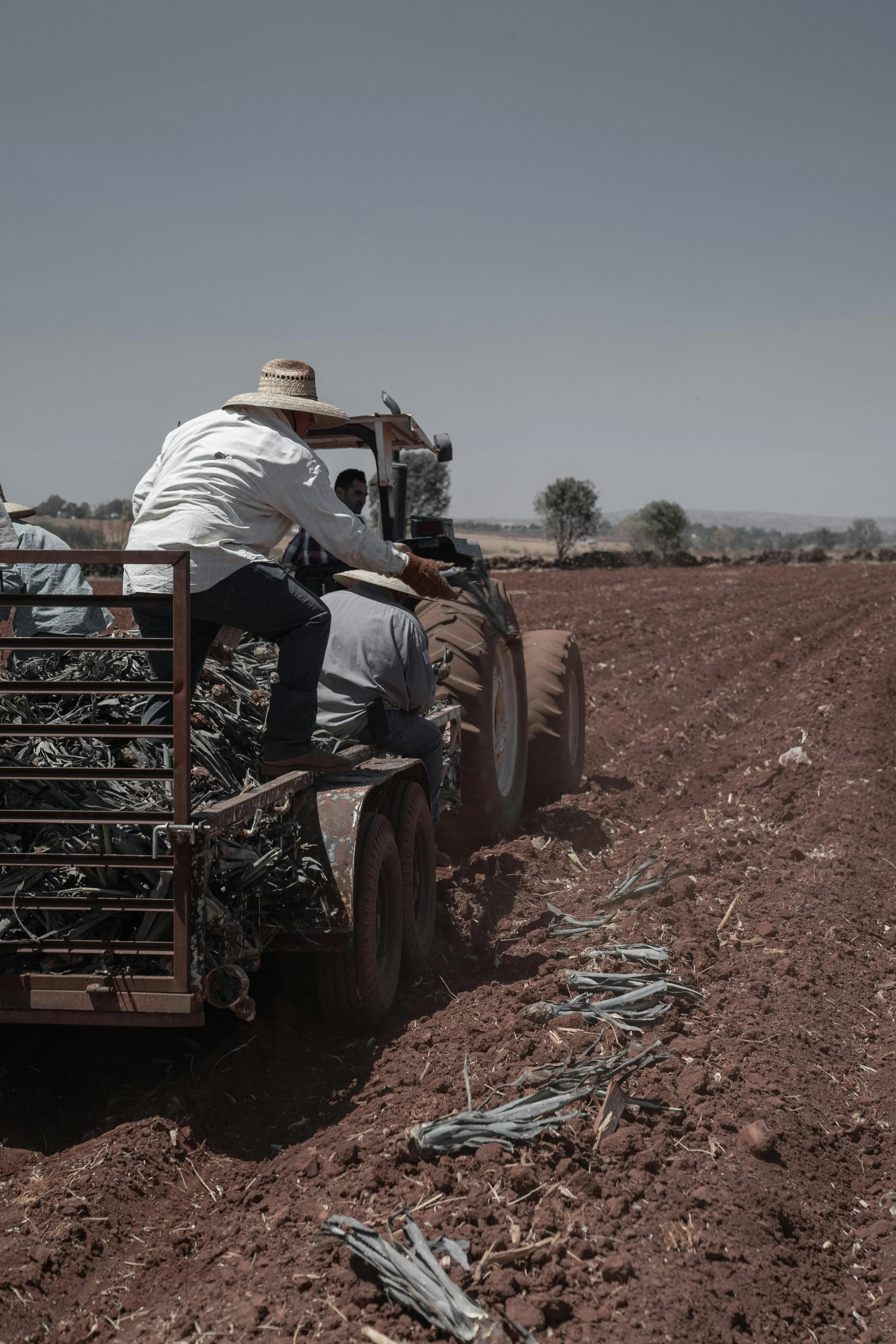agricultural workers working in the fields