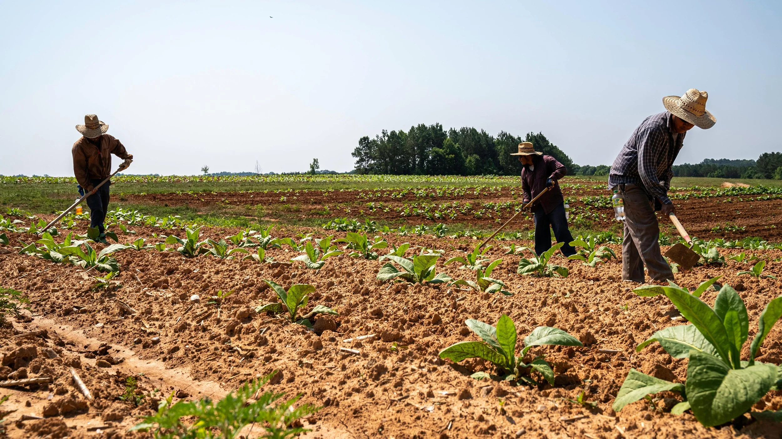 How California Laws Protect Agricultural Workers from Workplace Injuries